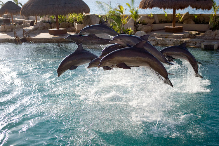 dolphinaris-cozumel-6