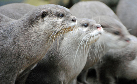 London Zoo Otters