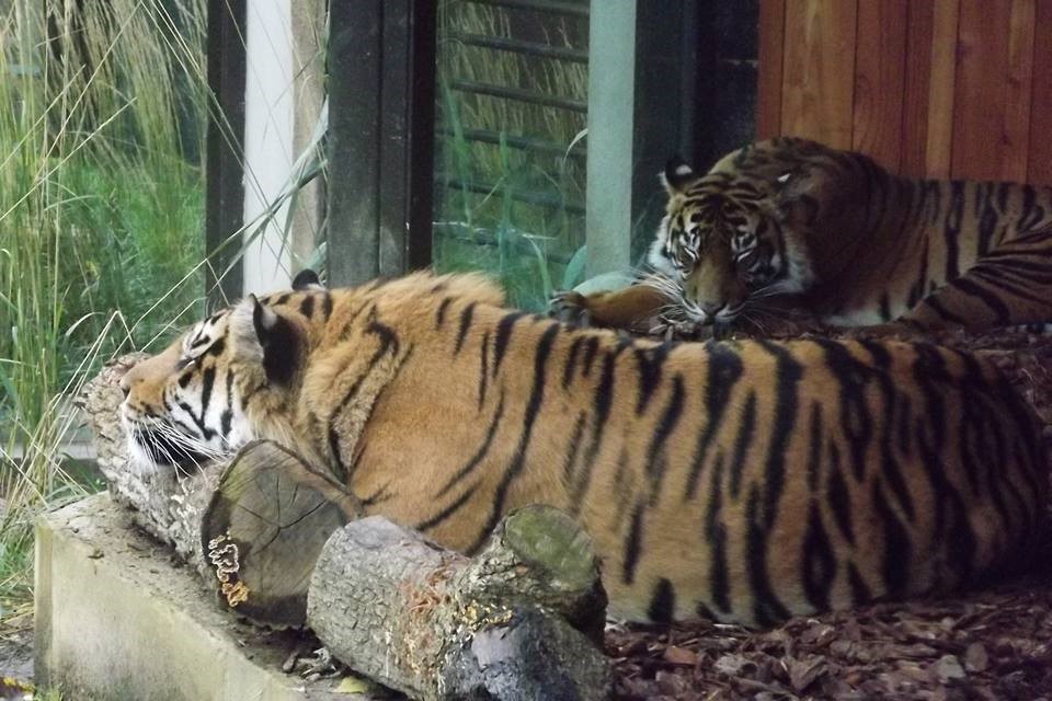 Tigers at London Zoo