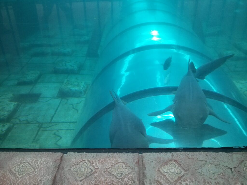 Siam Park Tower of Power Sharks