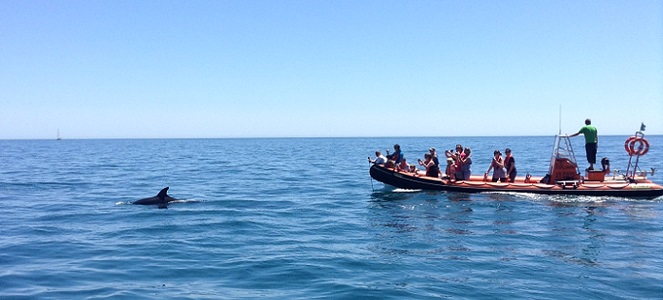 Dolphin Watching boat trip in the Algarve