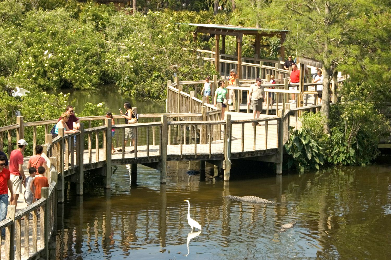 Gatorland Walk