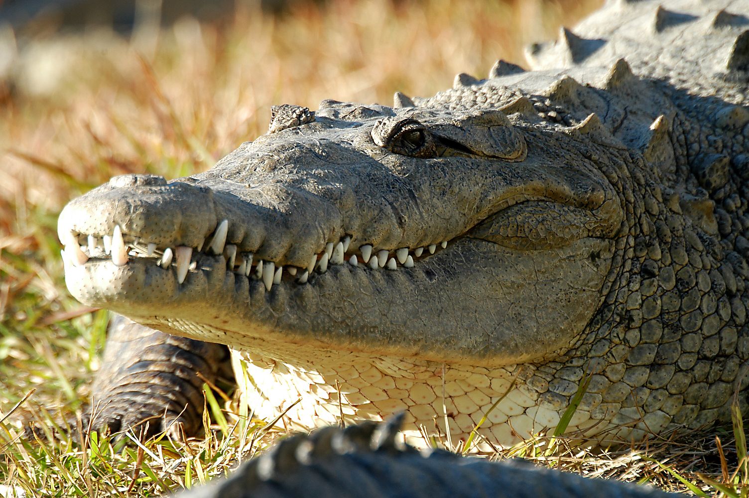 Gatorland gator