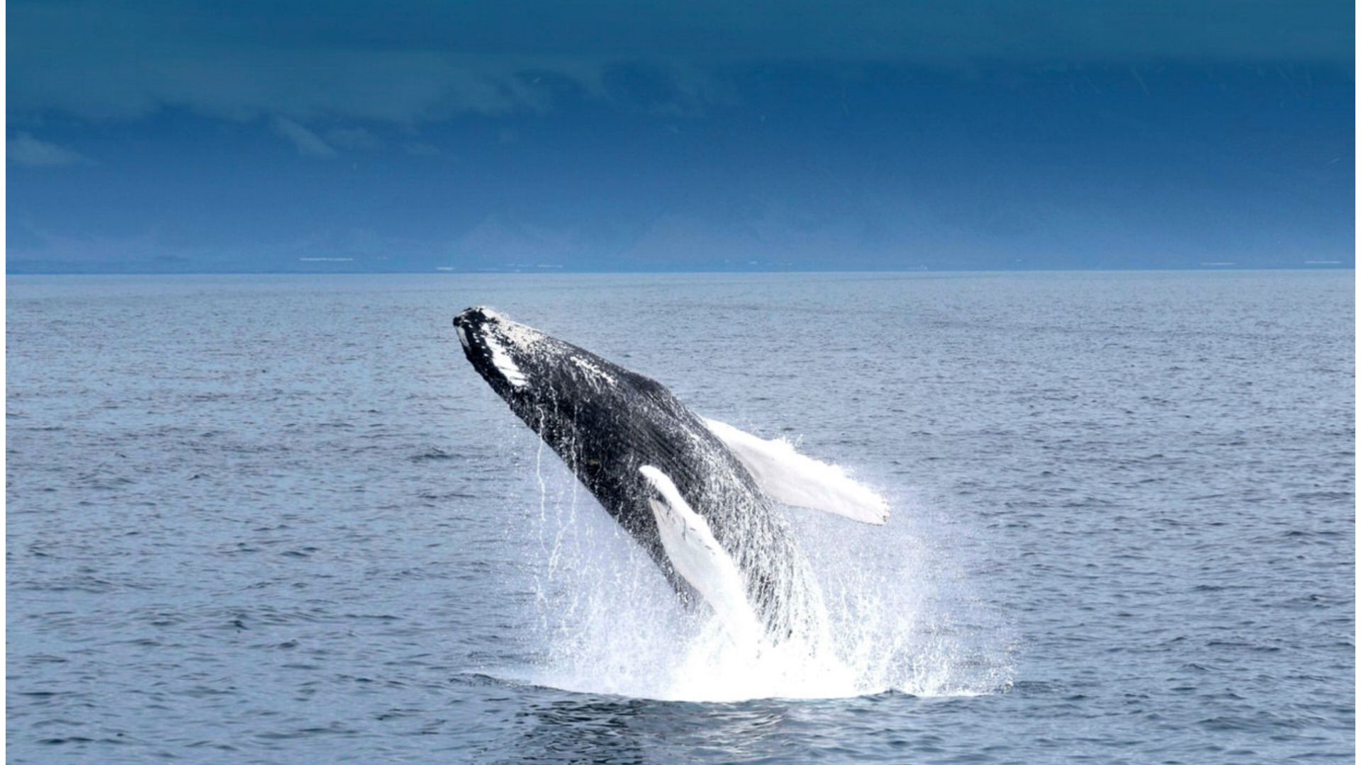 Whale breaching in Iceland