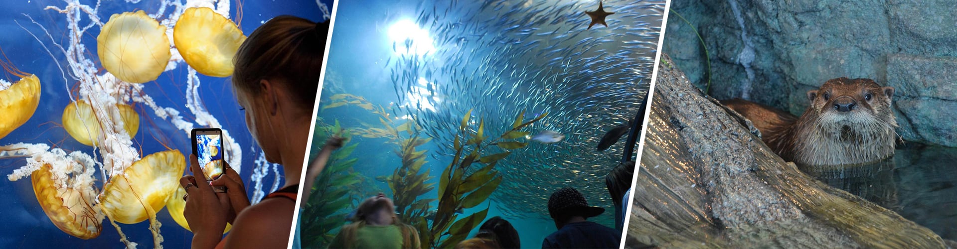 hero aquarium sanfran