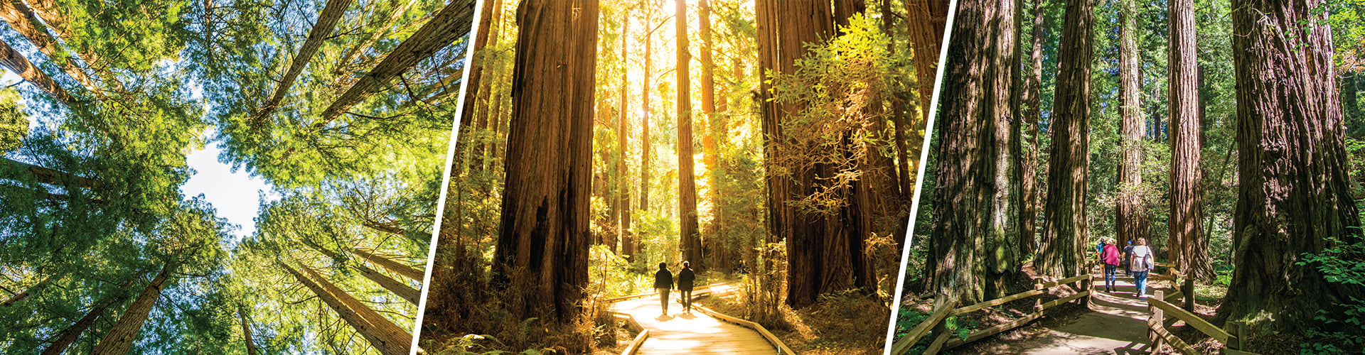 Muir Woods and Sausalito Tour