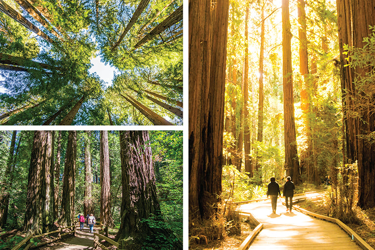 Muir Woods and Sausalito Tour